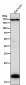 Anti-Pleiotrophin Rabbit Monoclonal Antibody